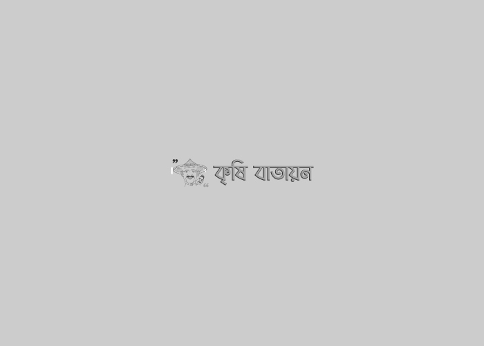 পুদিনা- ছাদে এক সম্ভাবনা